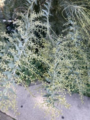 Acacia cultriformis