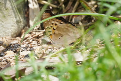 Doxocopa laurentia cherubina