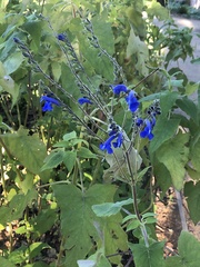 Salvia sinaloensis