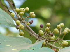 Grewia tiliifolia