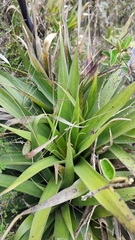 Tillandsia lajensis