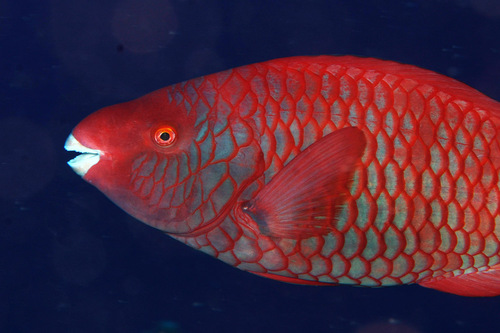Red parrotfish (Scarus xanthopleura) — Scaridae — 4