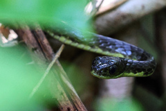 Chironius laevicollis