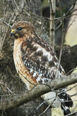 Buteo lineatus