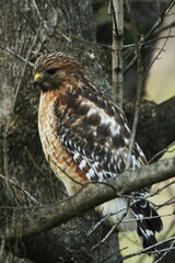 Buteo lineatus