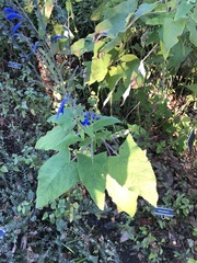 Salvia sinaloensis