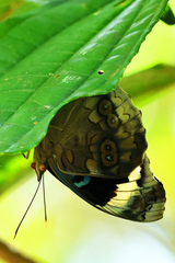 Eunica volumna