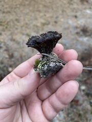 Thelephora terrestris