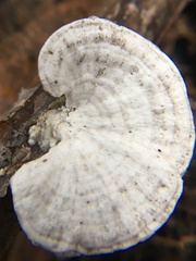 Trametes conchifer