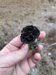 Thelephora terrestris