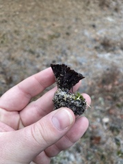 Thelephora terrestris