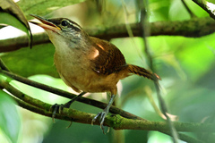 Cantorchilus longirostris