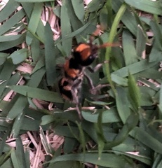 Hoplomutilla insignis