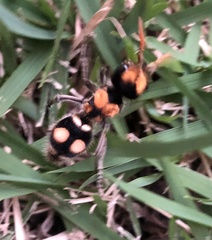 Hoplomutilla insignis