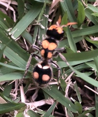 Hoplomutilla insignis