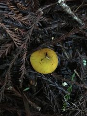 Hygrocybe singeri