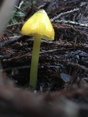 Hygrocybe singeri