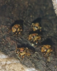 Scaptotrigona hellwegeri