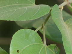 Grewia tiliifolia