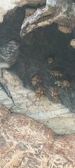 Scaptotrigona hellwegeri