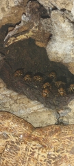 Scaptotrigona hellwegeri