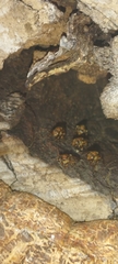 Scaptotrigona hellwegeri