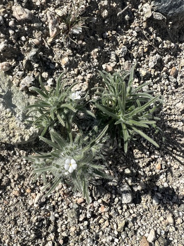 Johnstonella angustifolia