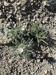 Johnstonella angustifolia