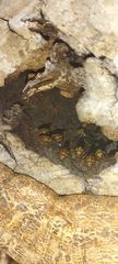 Scaptotrigona hellwegeri