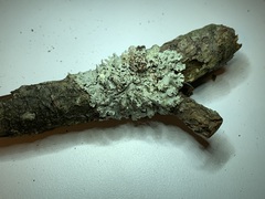 Imshaugia placorodia
