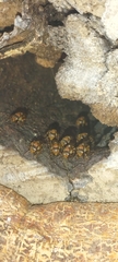 Scaptotrigona hellwegeri