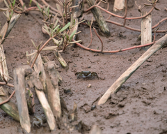Metopograpsus thukuhar