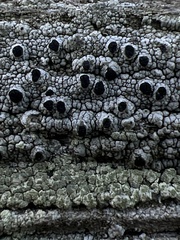 Pseudothelomma occidentale