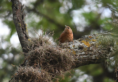 Phacellodomus maculipectus