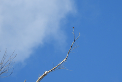 Aethriamanta nymphaeae