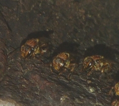 Scaptotrigona hellwegeri