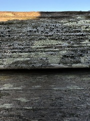 Pseudothelomma occidentale