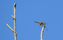 Aethriamanta nymphaeae