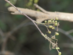 Grewia tiliifolia