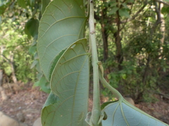 Grewia tiliifolia