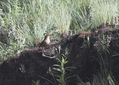 Ochetorhynchus andaecola