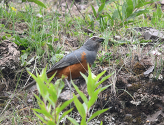 Pseudosaltator rufiventris