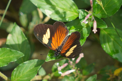 Castilia perilla