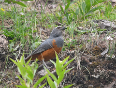 Pseudosaltator rufiventris