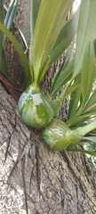 Encyclia meliosma