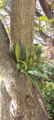 Encyclia meliosma