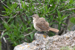 Upucerthia validirostris