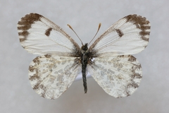 Anthocharis bambusarum