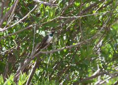 Oreotrochilus estella