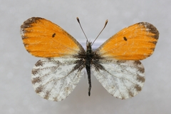 Anthocharis bambusarum